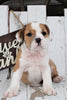 Beabull For Sale Holmesville, OH Female- Lucky
