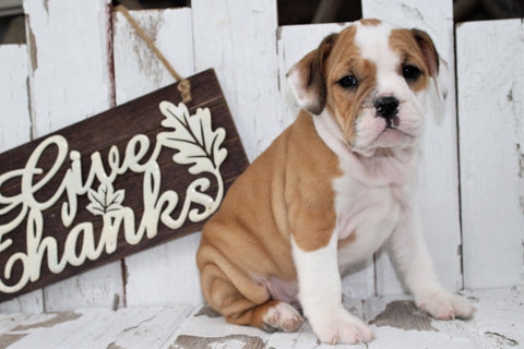 Beabull For Sale Holmesville, OH Female- Lucky