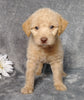 F1B Mini Labradoodle For Sale Millersburg, OH Female- Lucy