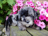 Mini Labradoodle For Sale Millersburg, OH Female- Lucy