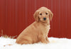 Standard Labradoodle For Sale Fredericksburg, OH Female- Lucy