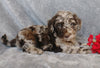 F1B Mini Labradoodle For Sale Millersburg, OH Male- Luigi