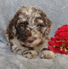 F1B Mini Labradoodle For Sale Millersburg, OH Male- Luigi
