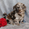F1B Mini Labradoodle For Sale Millersburg, OH Male- Luigi
