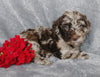 F1B Mini Labradoodle For Sale Millersburg, OH Male- Luigi
