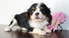AKC Registered Cavalier King Charles Spaniel For Sale Fredericksburg, OH Male- Luke