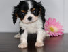 AKC Registered Cavalier King Charles Spaniel For Sale Fredericksburg, OH Male- Luke