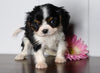 AKC Registered Cavalier King Charles Spaniel For Sale Fredericksburg, OH Male- Luke
