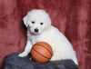 AKC Registered English Cream Golden Retriever For Sale Fredericksburg, OH Male- Luke