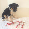 Border Collie/ Australian Shepherd Mix For Sale Holmesville, OH Female- Lulu