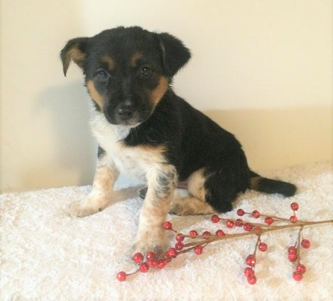 Border Collie/ Australian Shepherd Mix For Sale Holmesville, OH Female- Lulu