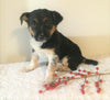 Border Collie/ Australian Shepherd Mix For Sale Holmesville, OH Female- Lulu