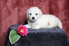 AKC Registered English Cream Golden Retriever For Sale Fredericksburg, OH Female- Lulu
