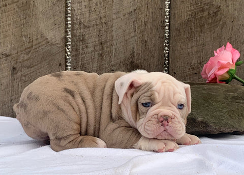 OIEBA Registered Olde English Bulldog For Sale Adamsville, OH Female- Lulu