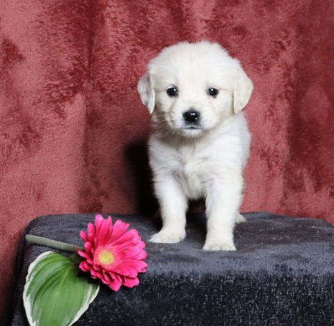 AKC Registered English Cream Golden Retriever For Sale Fredericksburg, OH Female- Lulu