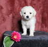 AKC Registered English Cream Golden Retriever For Sale Fredericksburg, OH Female- Lulu