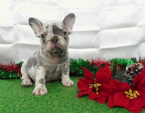 AKC Registered French Bulldog For Sale Holmesville, OH Female- Lulu