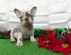 AKC Registered French Bulldog For Sale Holmesville, OH Female- Lulu