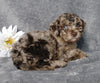 F1B Mini Labradoodle For Sale Millersburg, OH Female- Luna