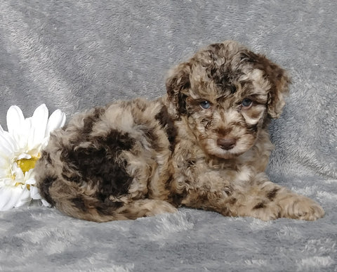 F1B Mini Labradoodle For Sale Millersburg, OH Female- Luna