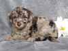 F1B Mini Labradoodle For Sale Millersburg, OH Female- Luna