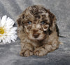 F1B Mini Labradoodle For Sale Millersburg, OH Female- Luna