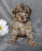 F1B Mini Labradoodle For Sale Millersburg, OH Female- Luna