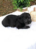 F1 Mini Labradoodle For Sale Dundee, OH Female- Luna
