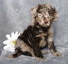 F1B Mini Labradoodle For Sale Millersburg, OH Female- Lydia
