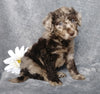 F1B Mini Labradoodle For Sale Millersburg, OH Female- Lydia