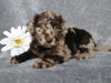 F1B Mini Labradoodle For Sale Millersburg, OH Female- Lydia