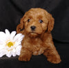 Mini F1B Labradoodle For Sale Millersburg, OH Female- Macy