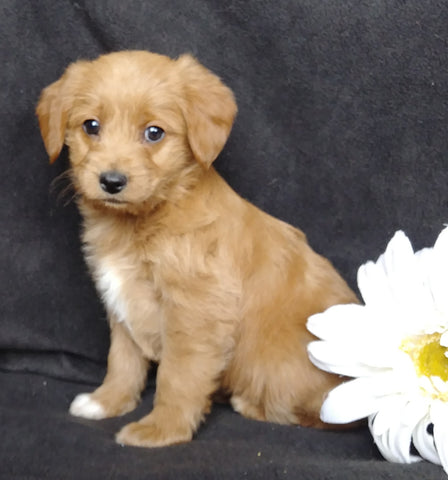 Mini F1B Labradoodle For Sale Millersburg, OH Female- Magdalene