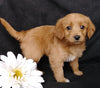 Mini F1B Labradoodle For Sale Millersburg, OH Female- Magdalene