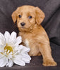 Mini F1B Labradoodle For Sale Millersburg, OH Female- Magdalene