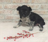 Border Collie/ Australian Shepherd Mix For Sale Holmesville, OH Female- Maggie