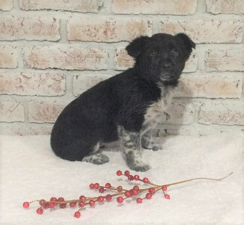 Border Collie/ Australian Shepherd Mix For Sale Holmesville, OH Female- Maggie