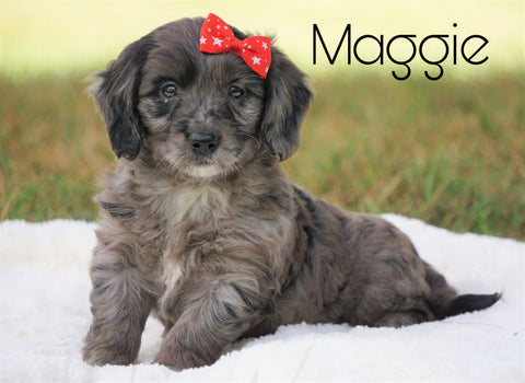 Mini Goldendoodle For Sale Sugarcreek, OH Female - Maggie