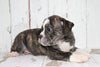 Beabull For Sale Holmesville, OH Female- Maisy