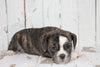 Beabull For Sale Holmesville, OH Female- Maisy