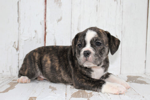 Beabull For Sale Holmesville, OH Female- Maisy