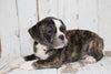 Beabull For Sale Holmesville, OH Female- Maisy