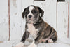 Beabull For Sale Holmesville, OH Female- Maisy