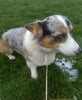 Beagle Mix Puppy For Sale Millersburg, OH Male- Archie