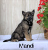 Norwegian Elkhound Hybrid For Sale Adamsville, OH Female- Mandi