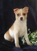 Pomeranian Mix For Sale Millersburg, OH Male- Manny