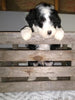 Sheepadoodle (Standard) For Sale Wooster, OH Male- Marco