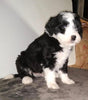 Sheepadoodle (Standard) For Sale Wooster, OH Male- Marco