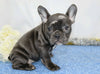 AKC Registered French Bulldog For Sale Wooster, OH Female- Maribell