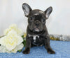 AKC Registered French Bulldog For Sale Wooster, OH Female- Maribell